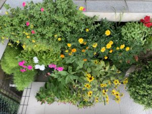 スカイ工業事務所前の花壇🌻