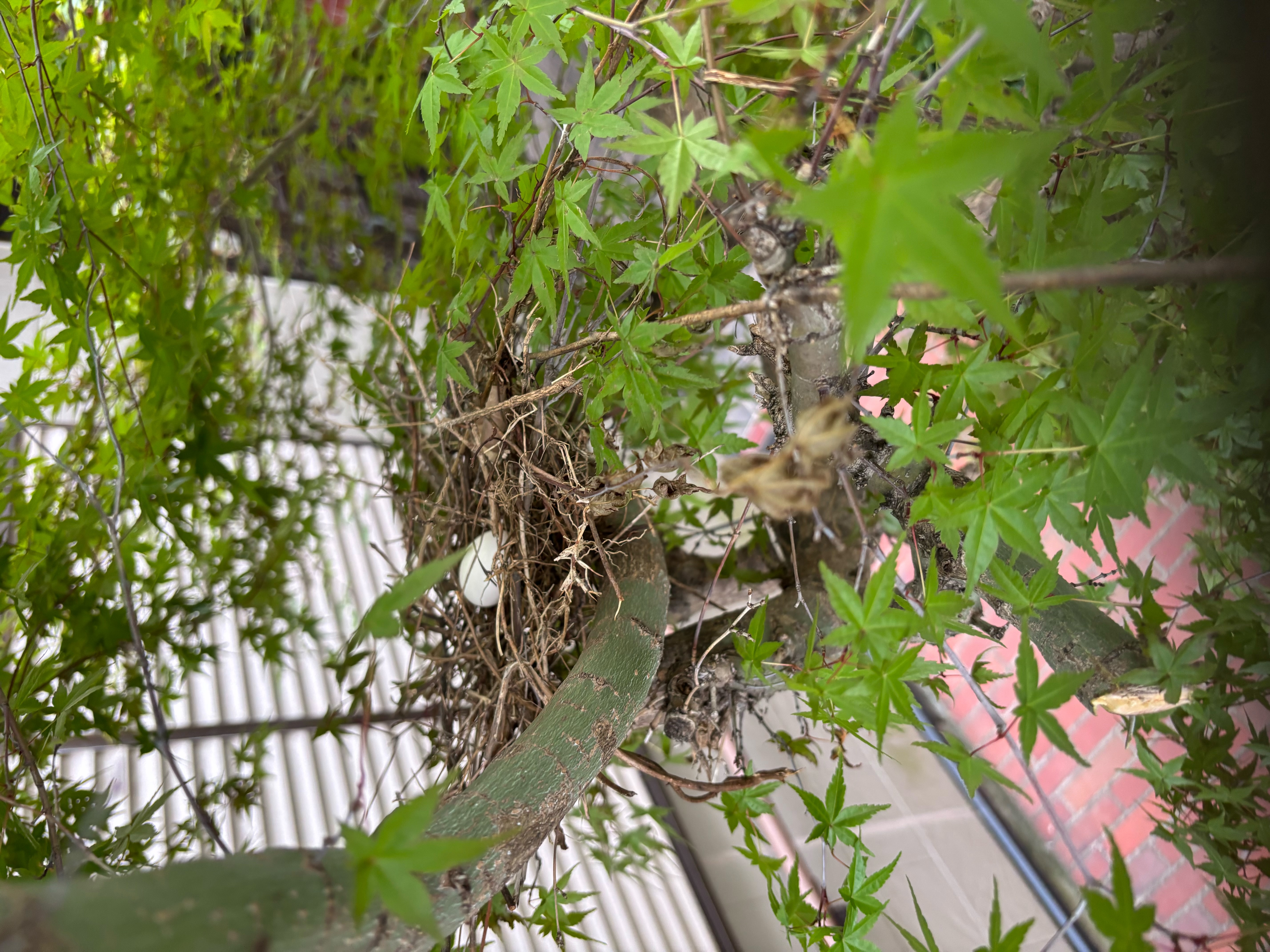 野生の鳩の卵